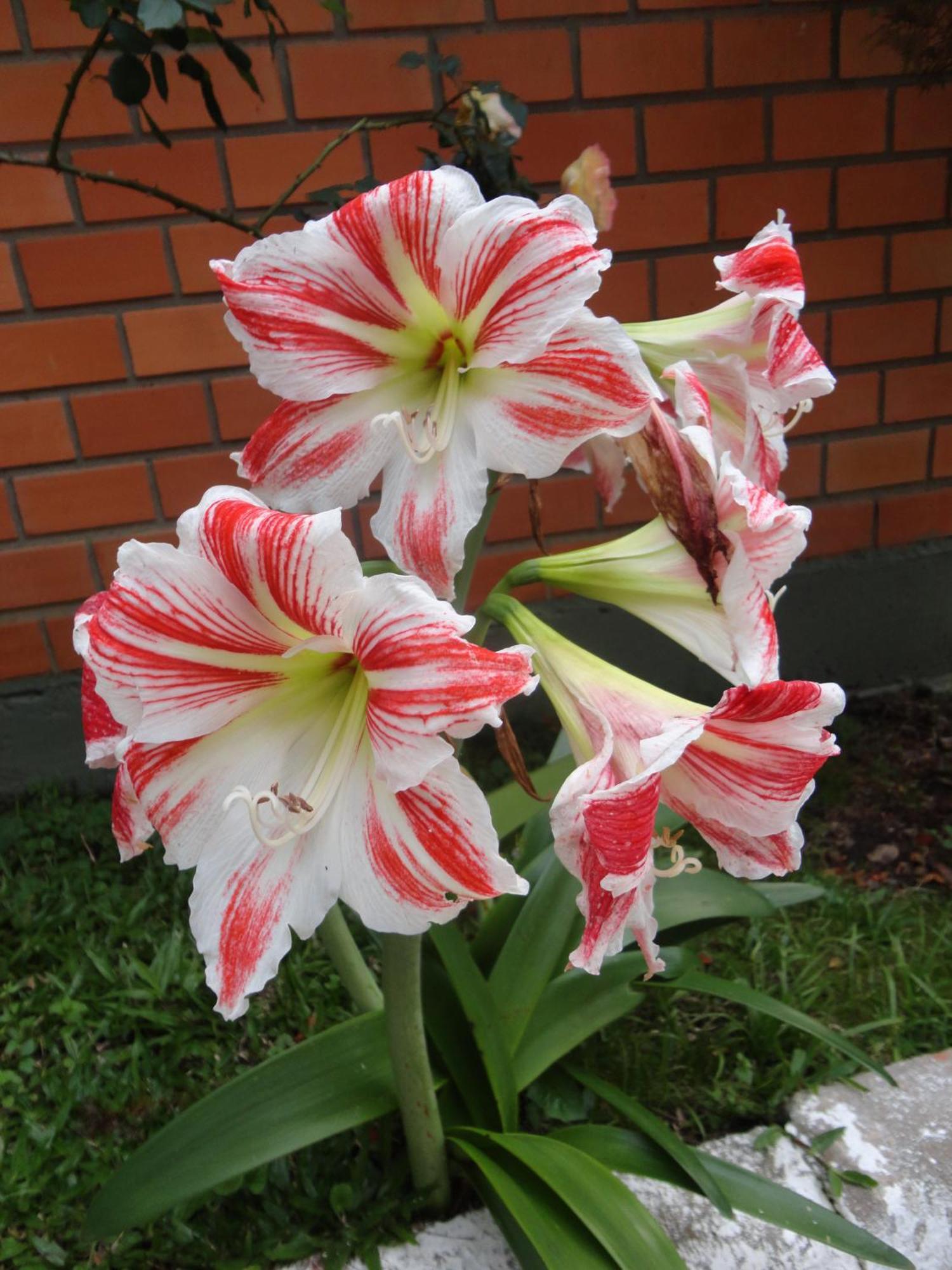 Pensão Jardim De Flores