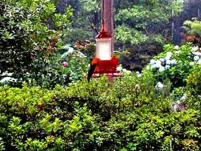Jardim De Flores Pensão Gramado