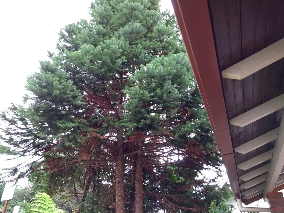 Gramado Guest House * Gramado