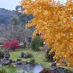 Cogumelos Montanhes