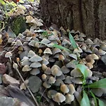 Cogumelos Montanhes
