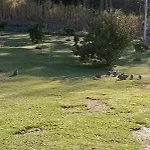 Encosta Dos Pinheiros