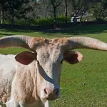 Lone Star Gramado