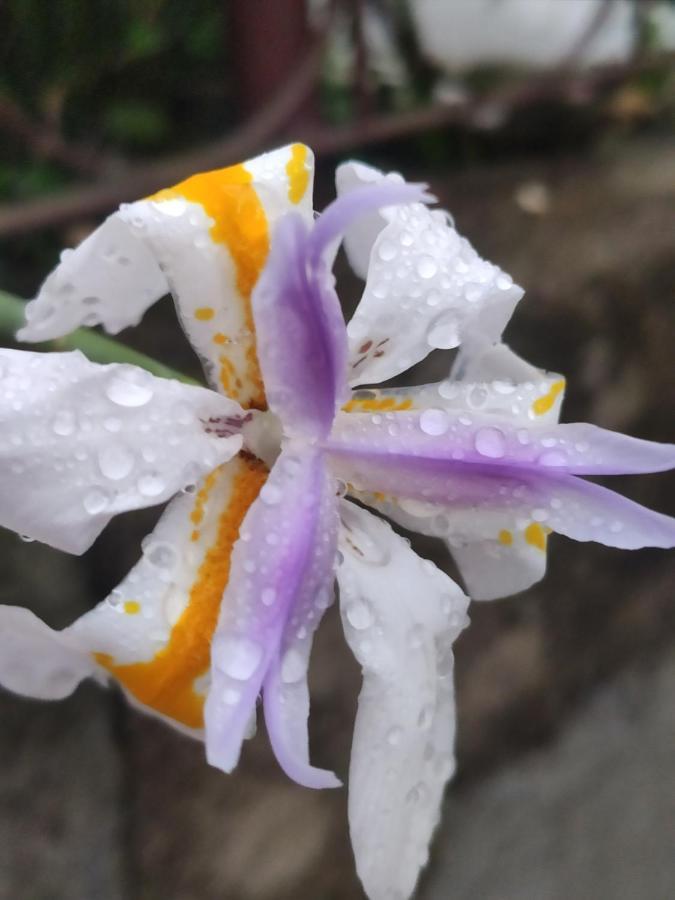 Gardenia 3* Gramado