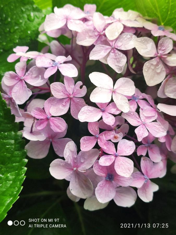 Gardenia