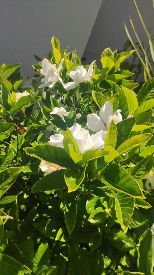Pensão Gardenia