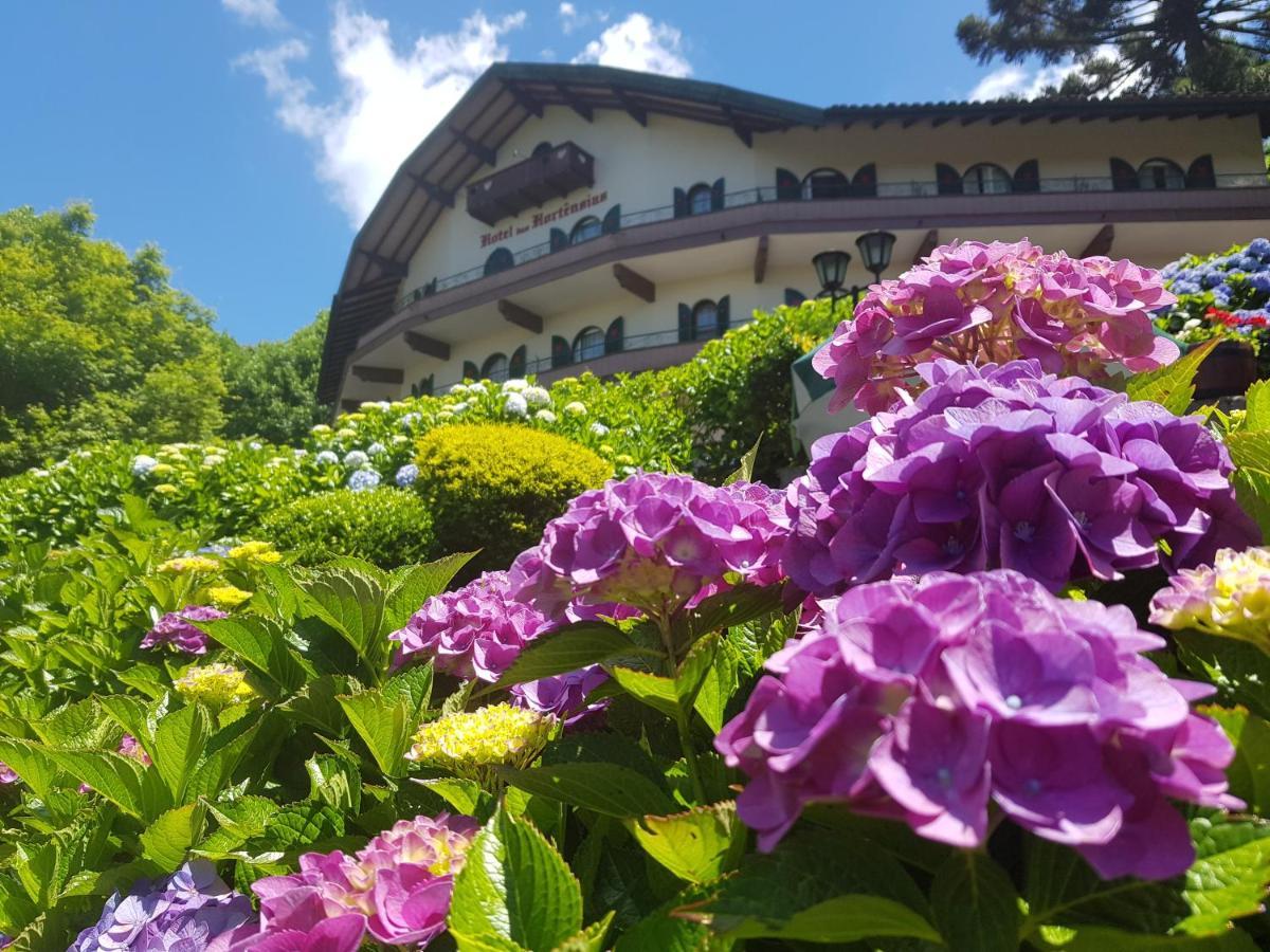 Hortensias Gramado
