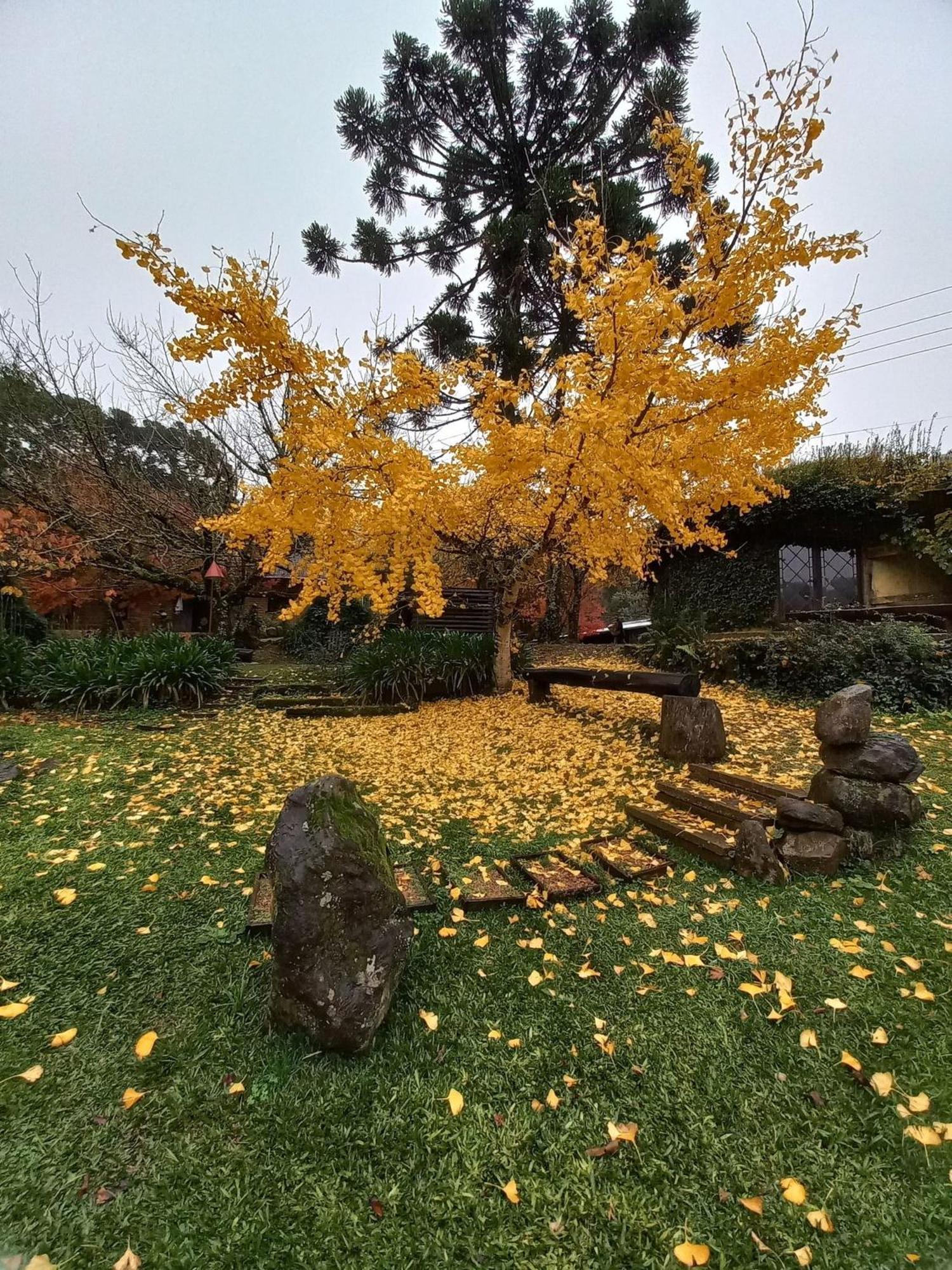 Cogumelos Montanhes