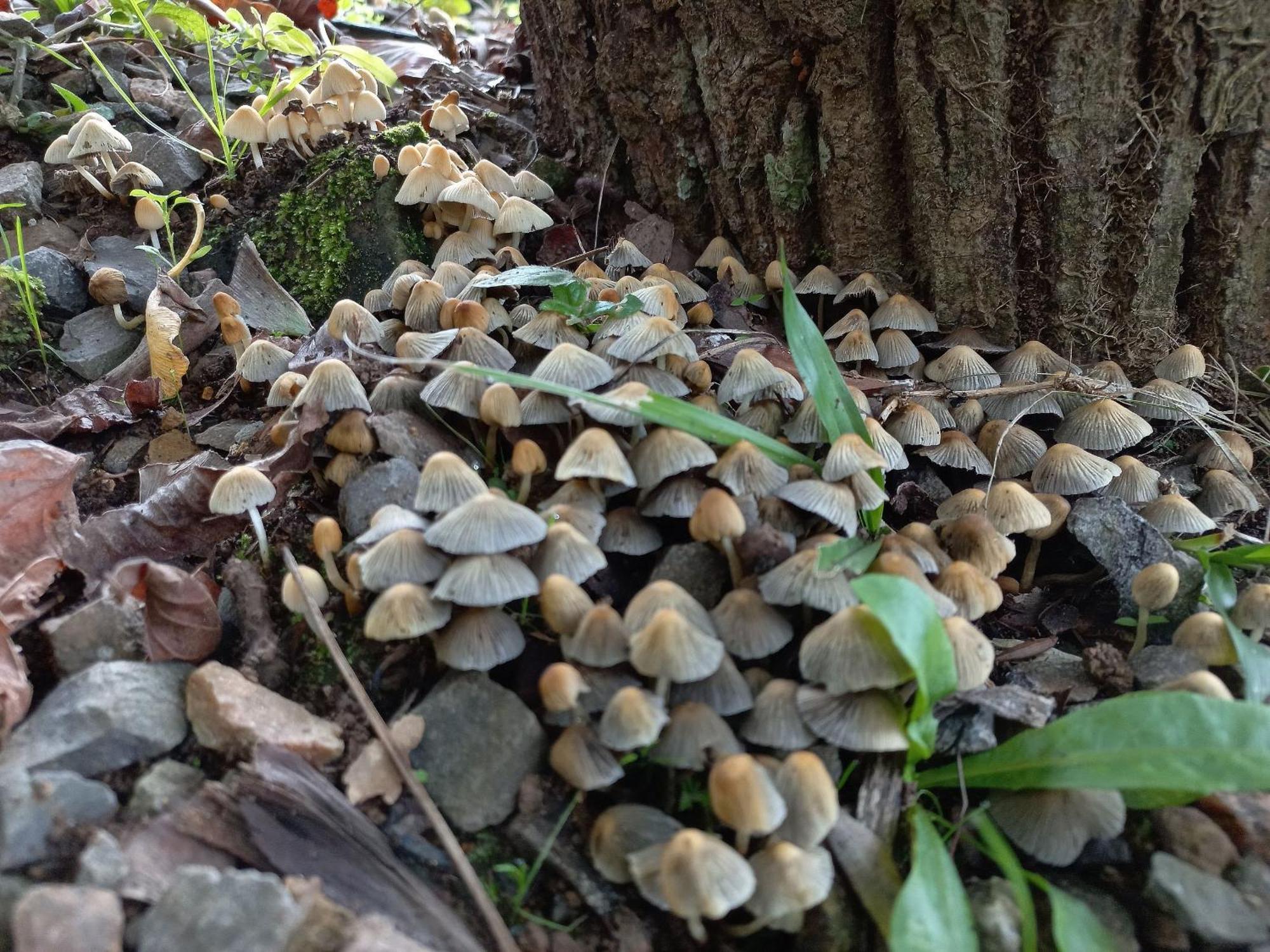 Cogumelos Montanhes Chalé