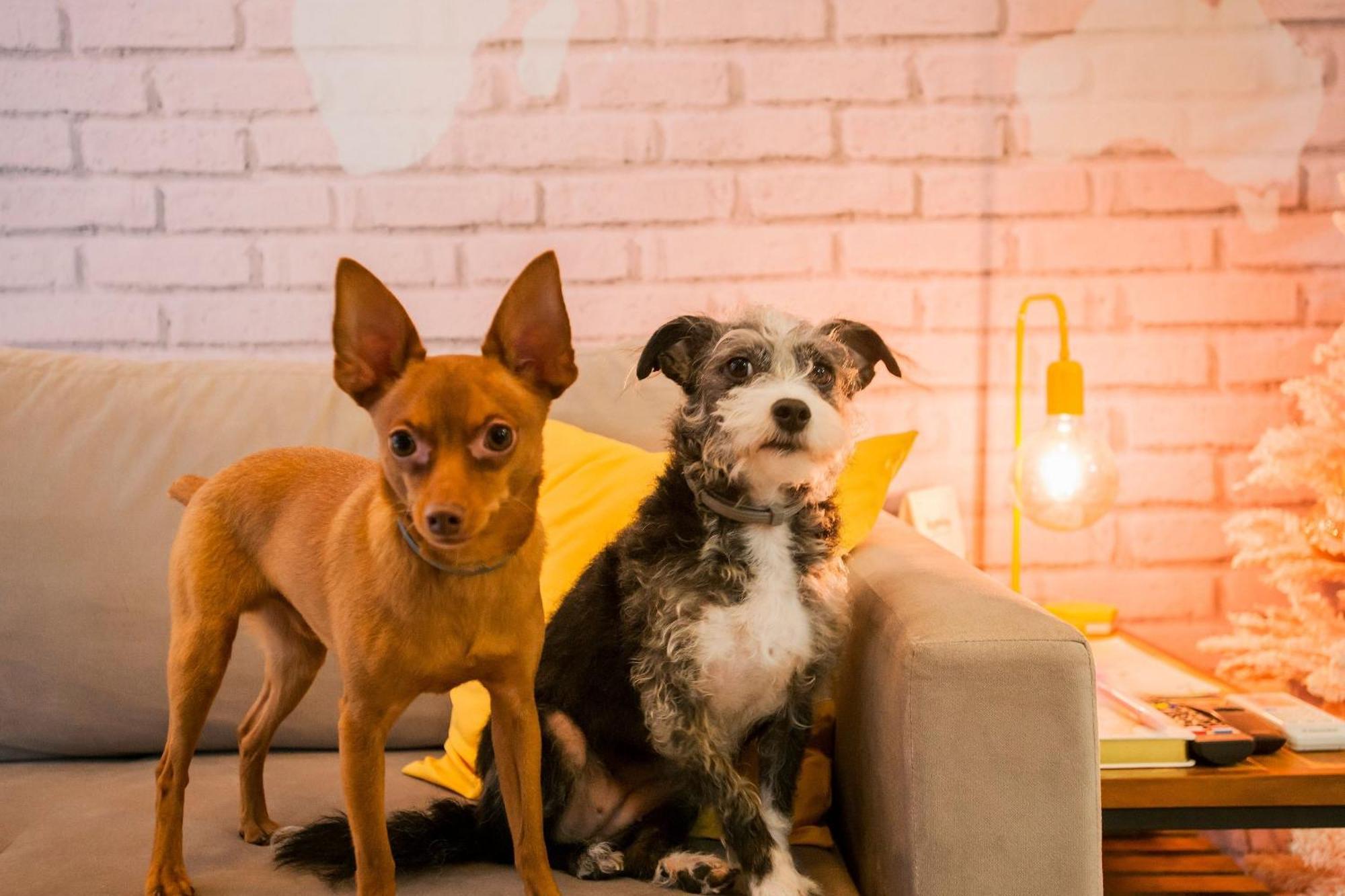 Locar-in - Onze-1 /pet Friendly Gramado