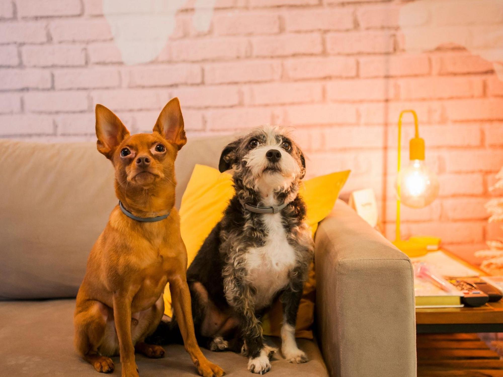 Locar-in - Onze-1 /pet Friendly * Gramado
