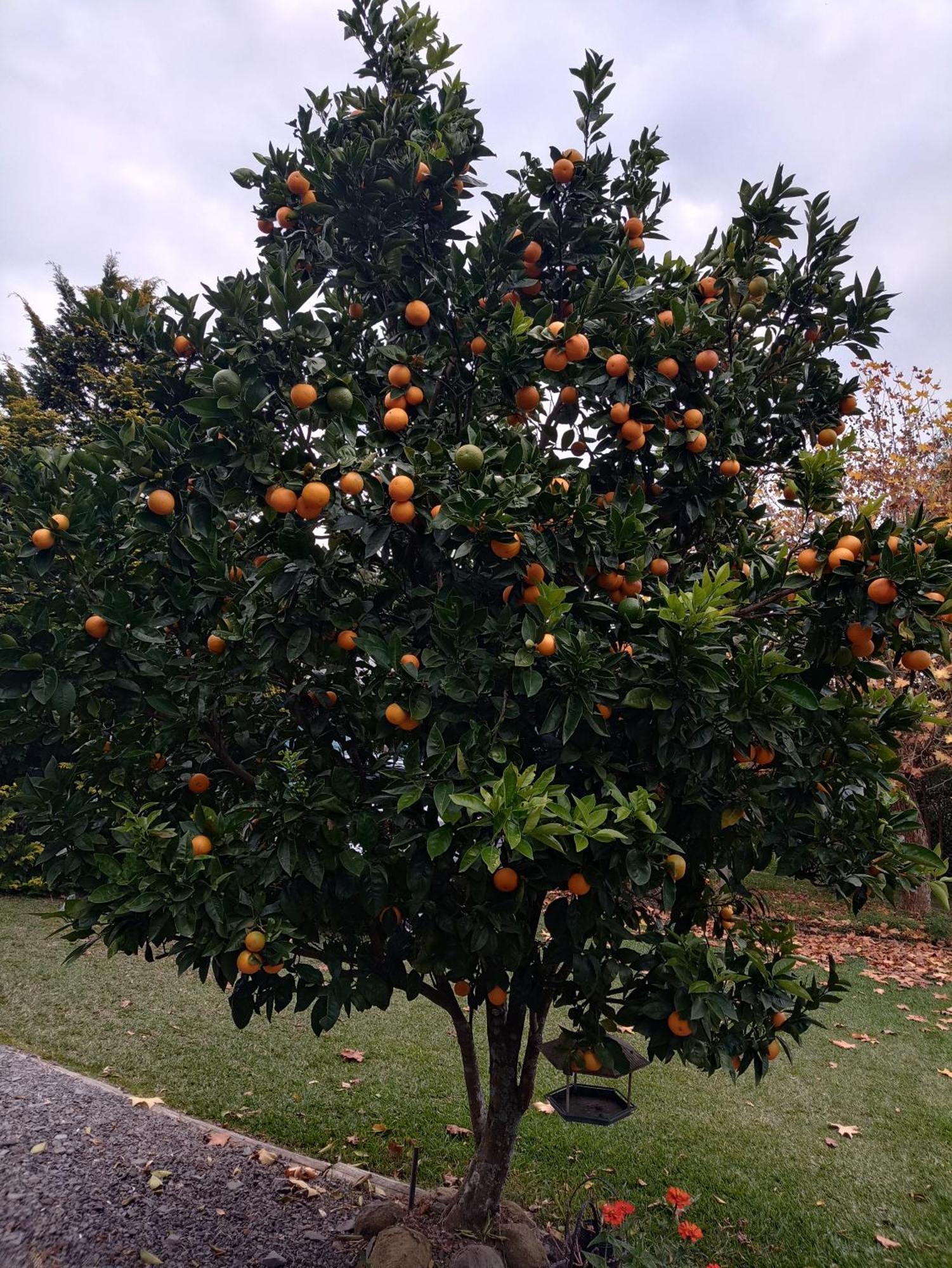 Da Laranjeira Gramado