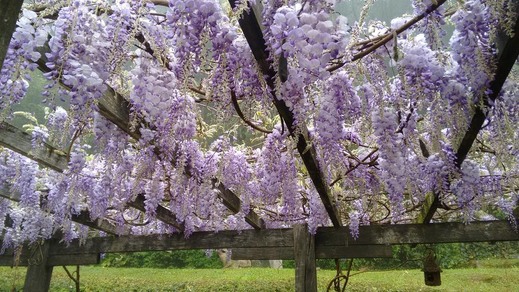 Aromas