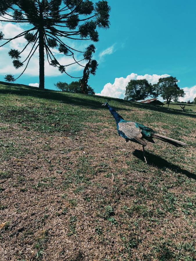 Bertti Gramado