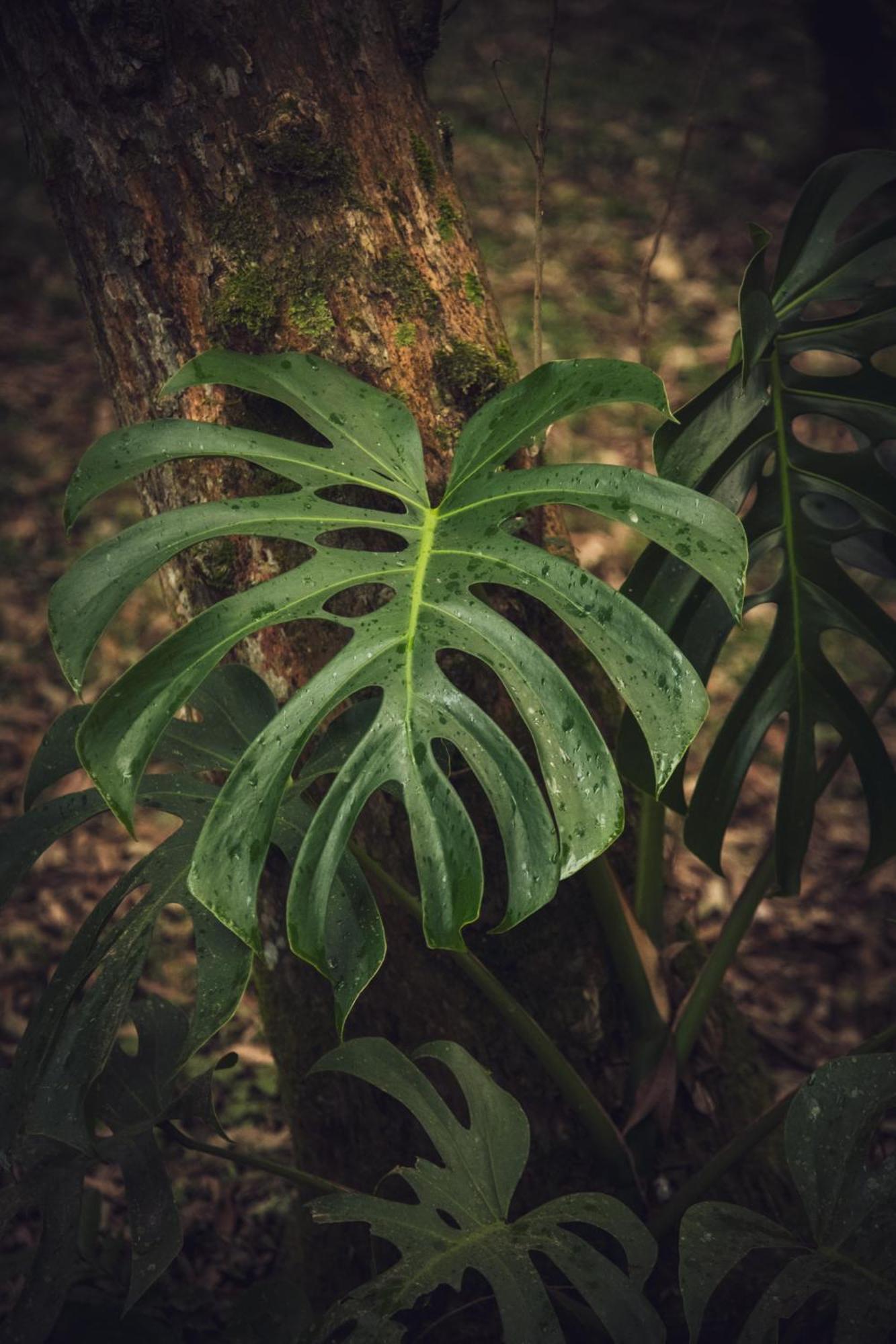 Chalé Dos Platanos *
